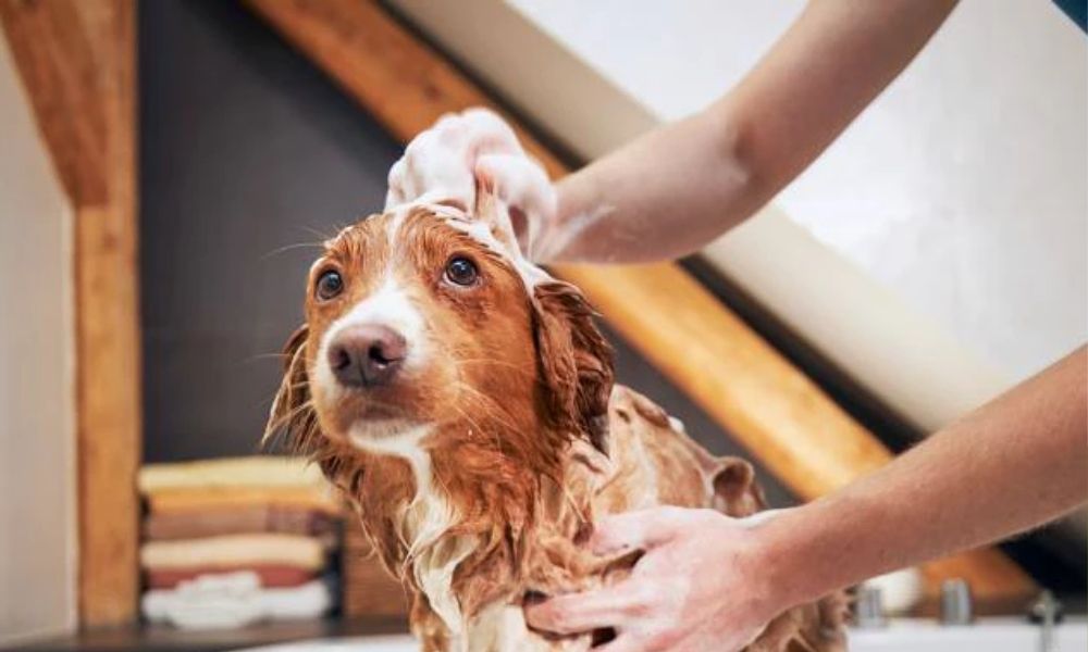 Image result for Pet Grooming Tips: Can You Use Human Shampoo on Dogs | Our Market