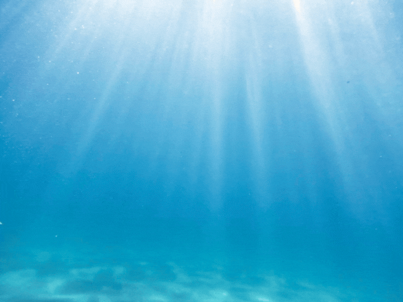 Bangus swimming back and forth in the sea