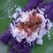 Puto bumbong (sticky rice) | Our Market